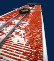 Tomato Packing Equipment